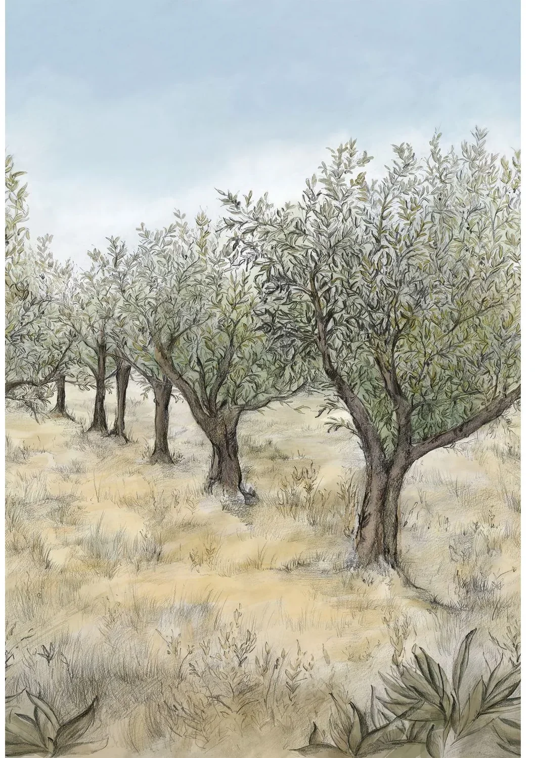 Lauris von Casamance zeigt einen Olivenhain mit silbriggrünem Laub und trockenem Gras unter blauem Himmel.